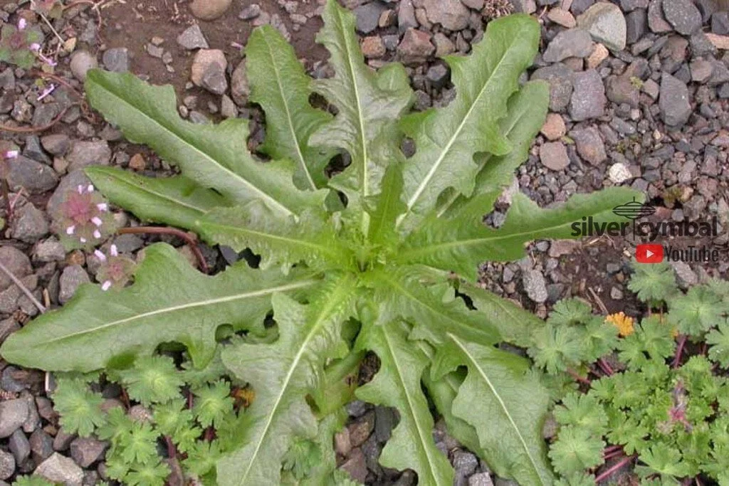 PRICKLY LETTUCE