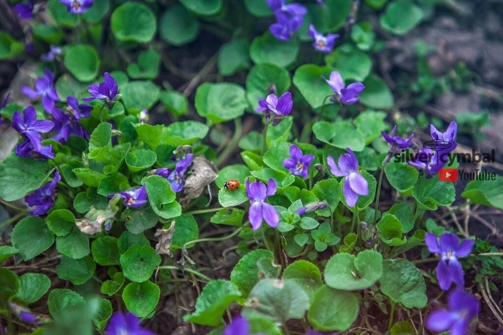 WILD VIOLET