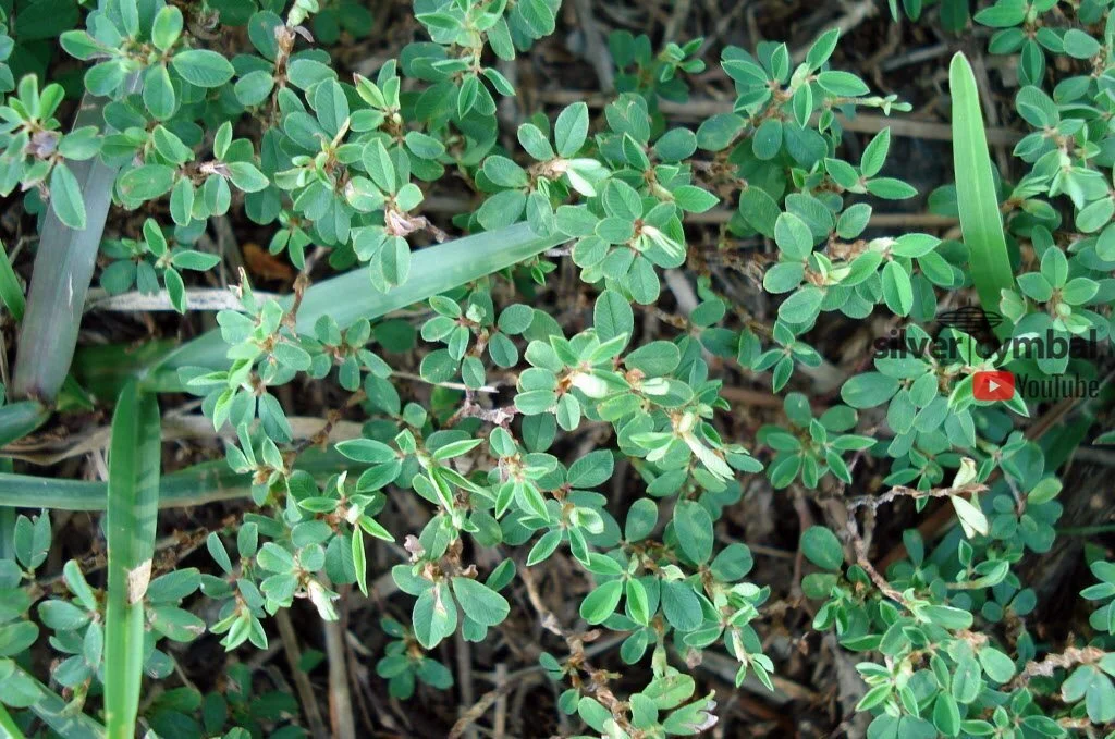 ANNUAL LESPEDEZA
