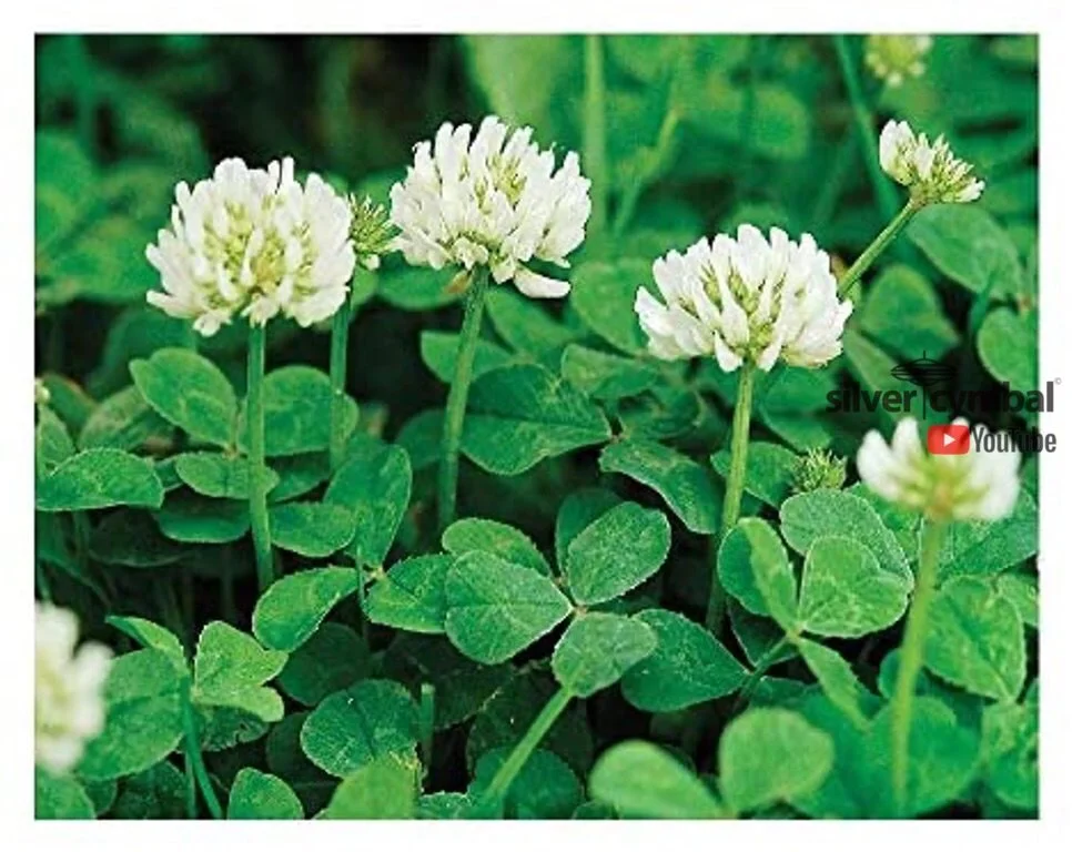CLOVER (WHITE)