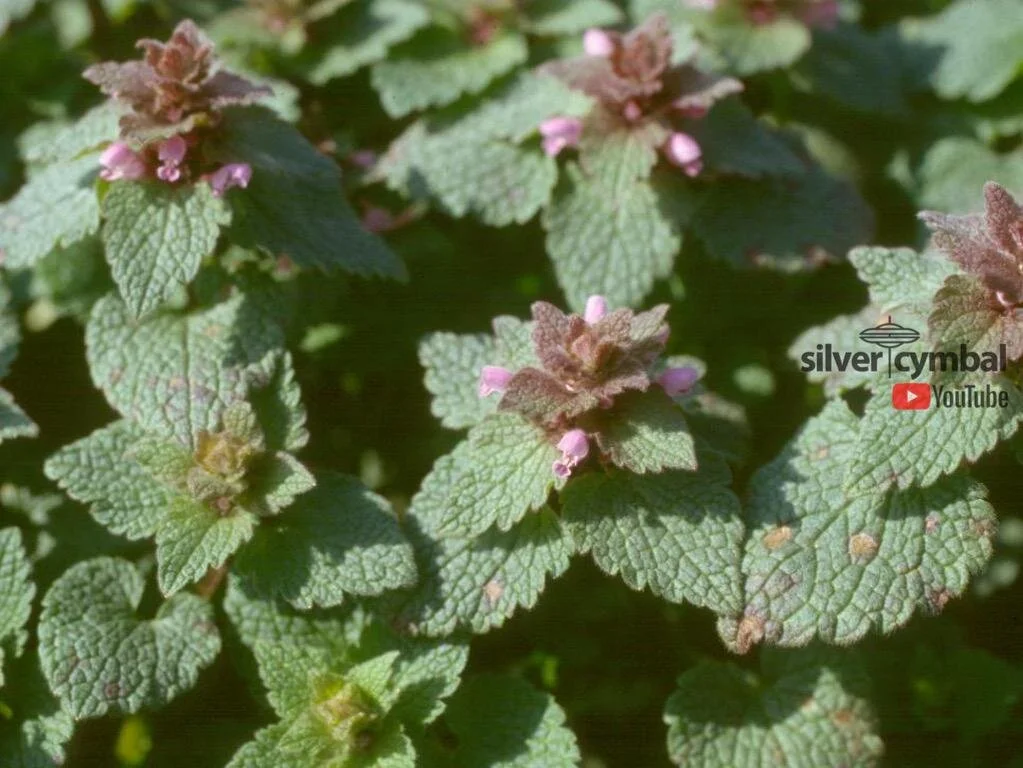 PURPLE DEADNETTLE