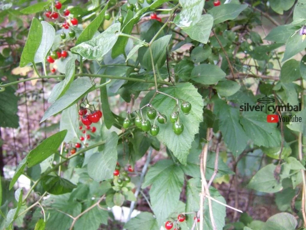 BITTERSWEET NIGHTSHADE