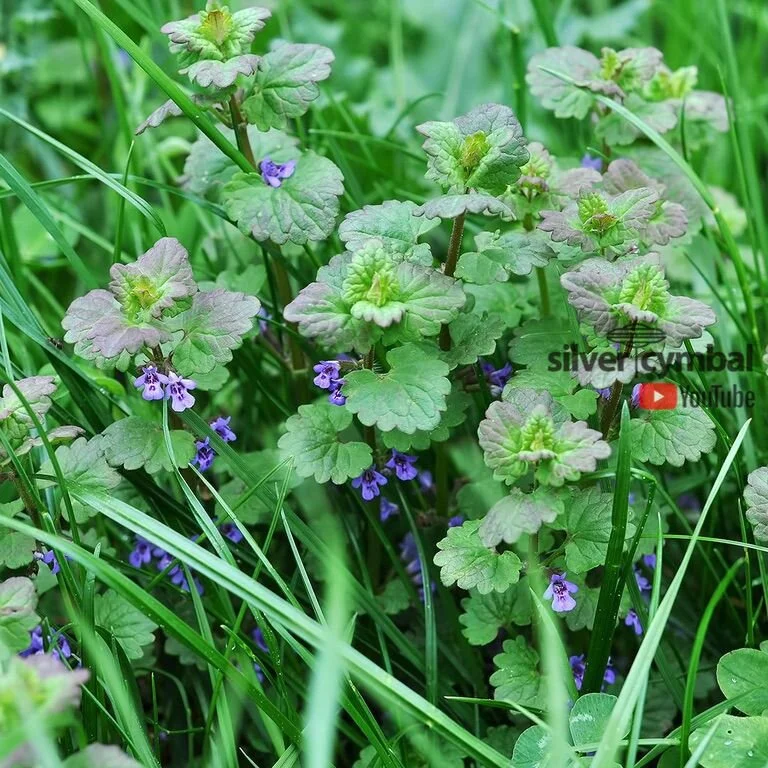 HENBIT
