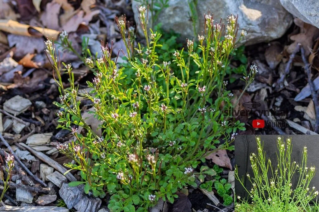 HAIRY BITTERCRESS (EXPLODING SEEDS)