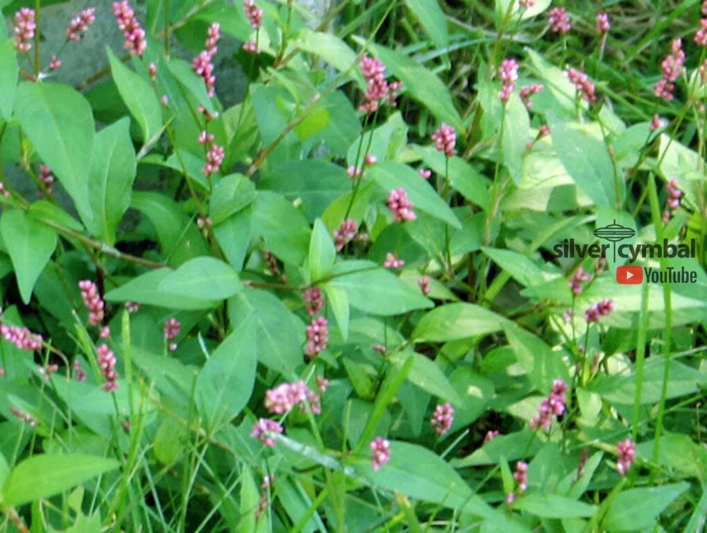 PENNSYLVANIA SMARTWEED
