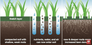 How To Overseed A Lawn In Spring And Aerate It Like A Pro